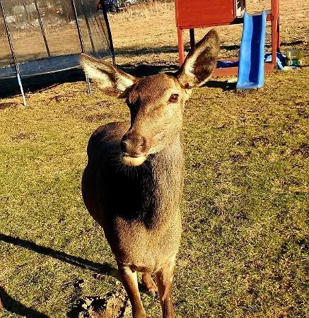 Goscinne Przeklasa Pawel Séjour chez l'habitant *